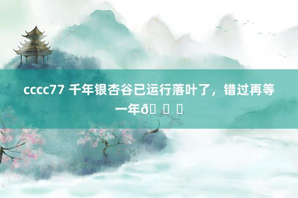 cccc77 千年银杏谷已运行落叶了,错过再等一年🍂
