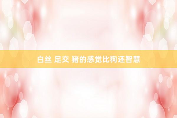 白丝 足交 猪的感觉比狗还智慧